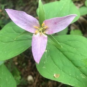 Meet your Posher, Leslee